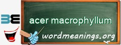 WordMeaning blackboard for acer macrophyllum